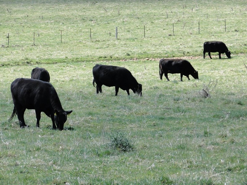 7986 “Kincora” Waterfall Way, Ebor NSW 2453