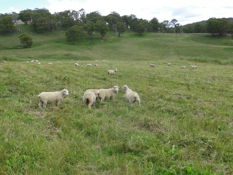 775 “Badam” Green Hills Road, Guyra NSW 2365