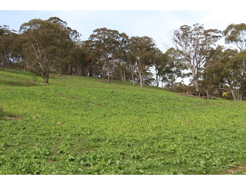 775 “Badam” Green Hills Road, Guyra NSW 2365