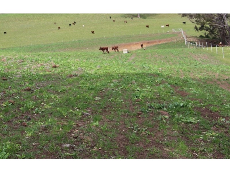 775 “Badam” Green Hills Road, Guyra NSW 2365