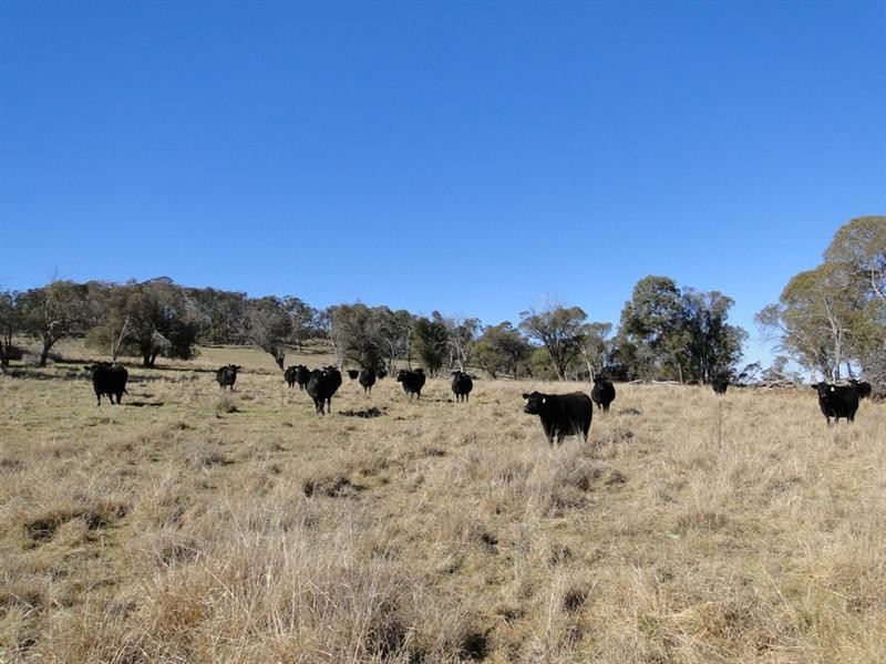 Guyra NSW 2365