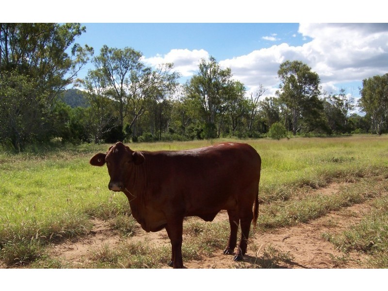 960 Pocket Creek Road, Wowan QLD 4702