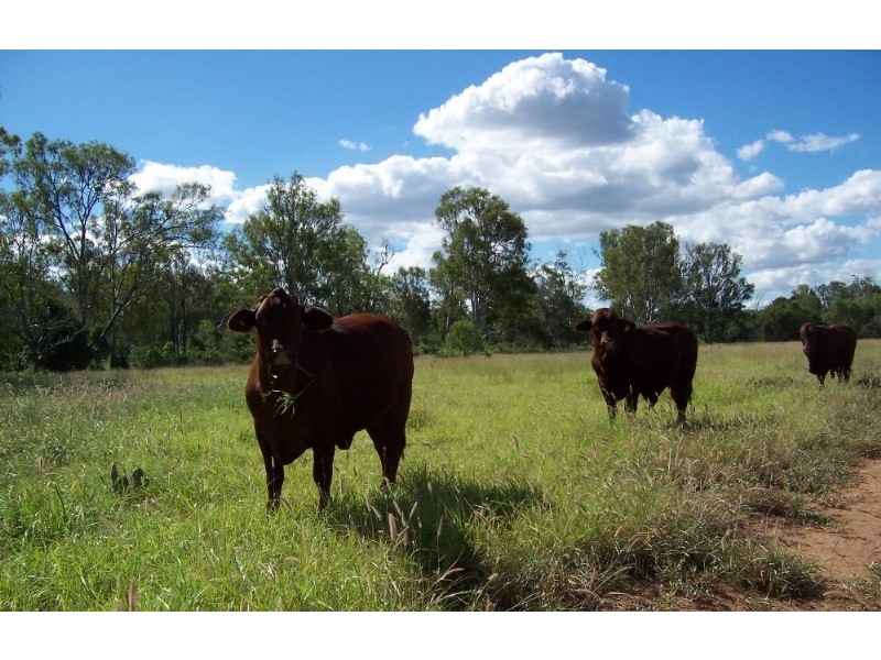 960 Pocket Creek Road, Wowan QLD 4702