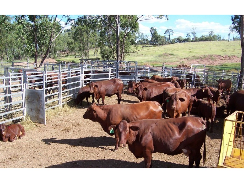 960 Pocket Creek Road, Wowan QLD 4702