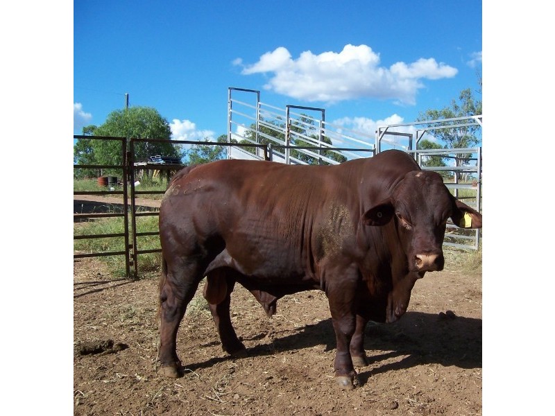 960 Pocket Creek Road, Wowan QLD 4702