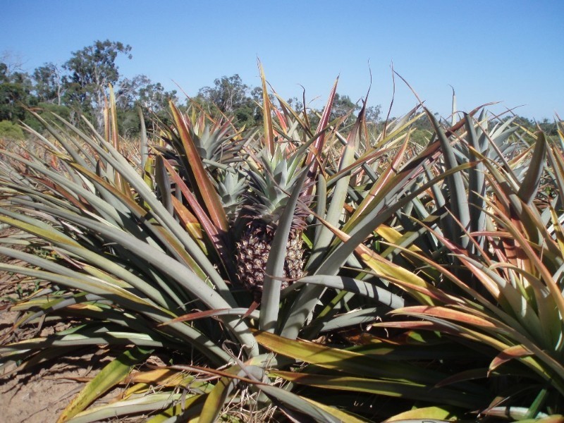 76 Athertons Road, Yeppoon QLD 4703