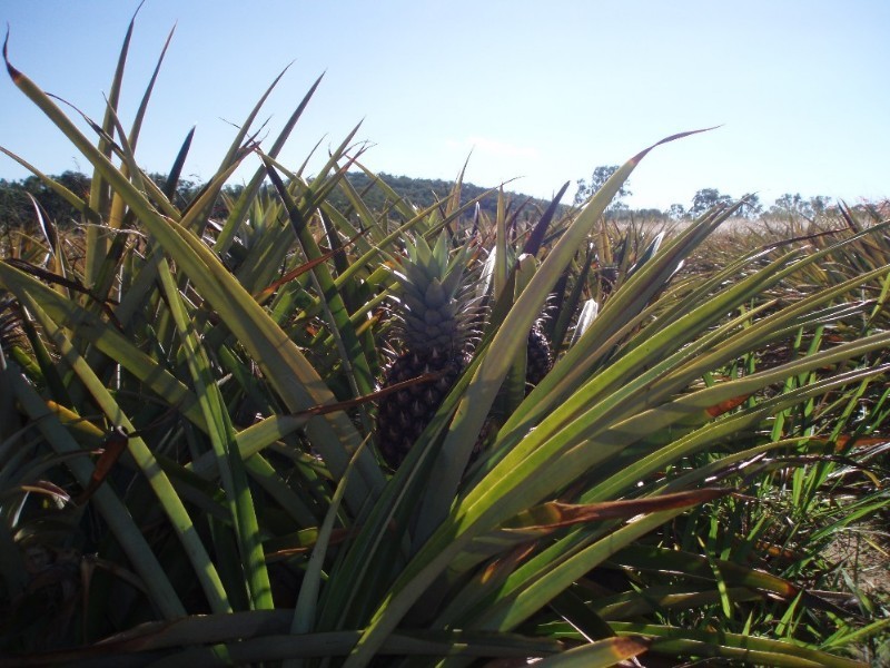 76 Athertons Road, Yeppoon QLD 4703