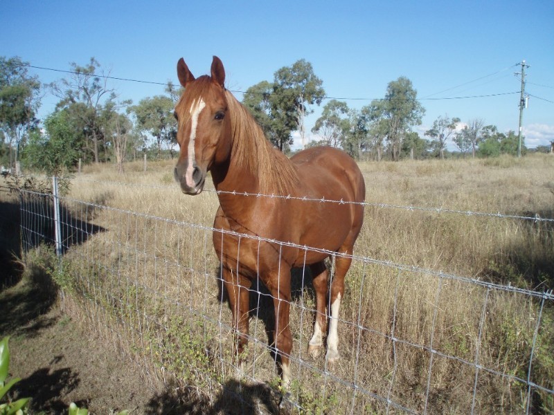 150 Cherryfield Road, Gracemere QLD 4702