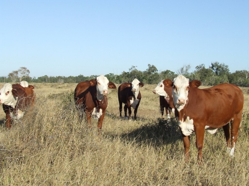 489 McKenzie Road, Alton Downs QLD 4702