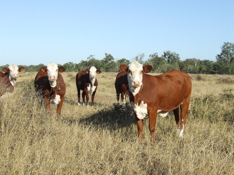 489 McKenzie Road, Alton Downs QLD 4702