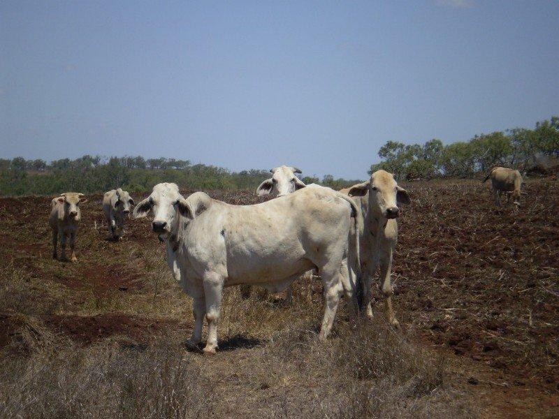 Ridgelands QLD 4702