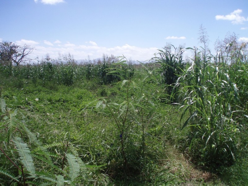 Lot 12 Alton Downs-Nine Mile Road, Alton Downs QLD 4702