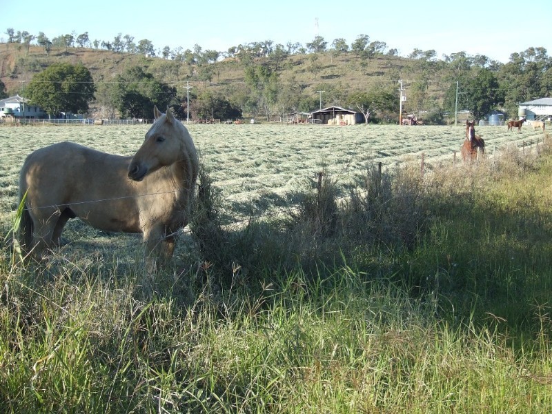 246 Fairy Bower Road, Gracemere QLD 4702