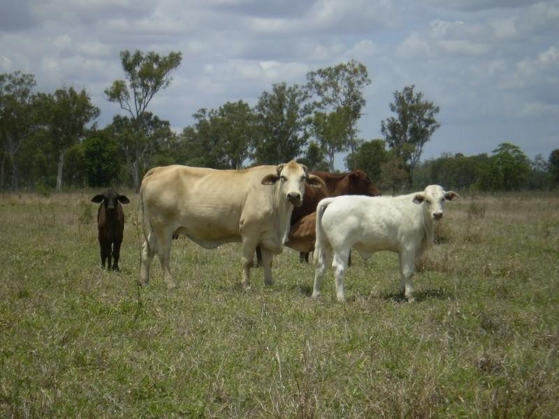 2432 South Yaamba Road, Garnant QLD 4702