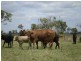 2432 South Yaamba Road, Garnant QLD 4702
