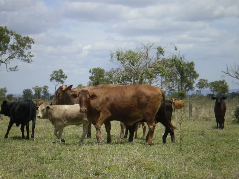 2432 South Yaamba Road, Garnant QLD 4702