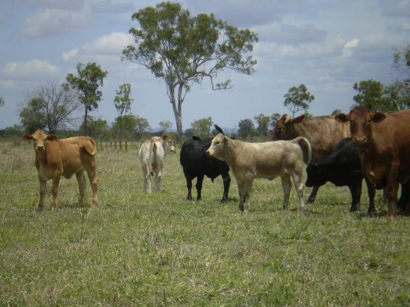 2432 South Yaamba Road, Garnant QLD 4702