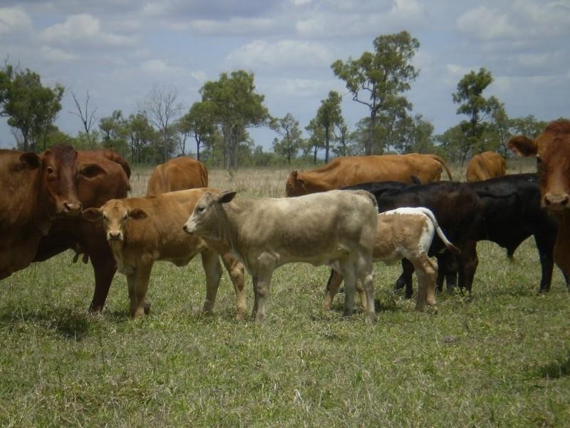 2432 South Yaamba Road, Garnant QLD 4702