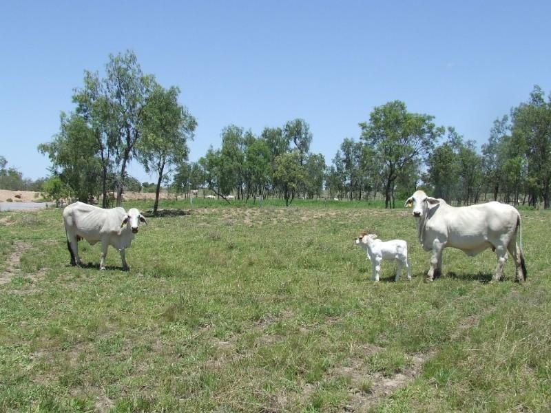 430 Byrnes Road, Baralaba QLD 4702