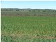 1597 Dalmally Road, Springsure QLD 4722