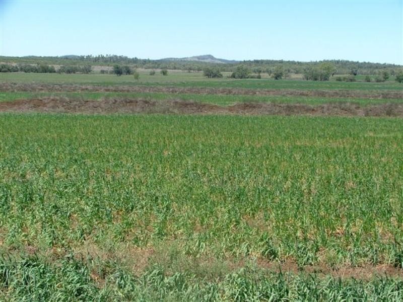 1597 Dalmally Road, Springsure QLD 4722