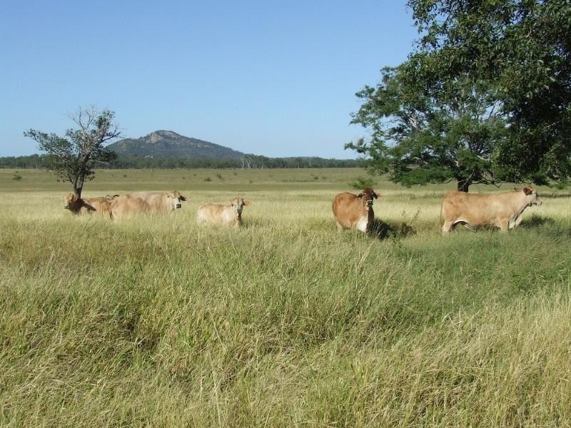 0 Lion Mountain Road, Alton Downs QLD 4702