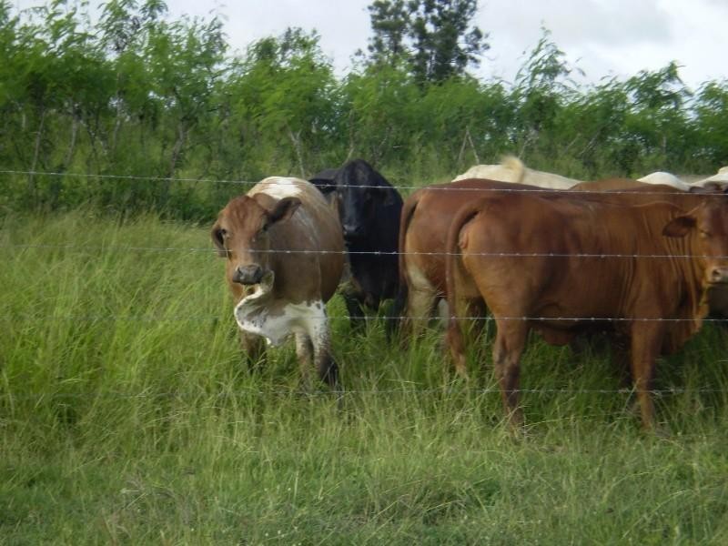 2546 South Yaamba Road, Garnant QLD 4702