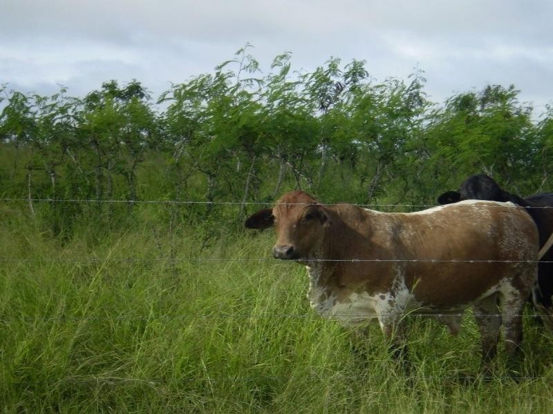 2546 South Yaamba Road, Garnant QLD 4702