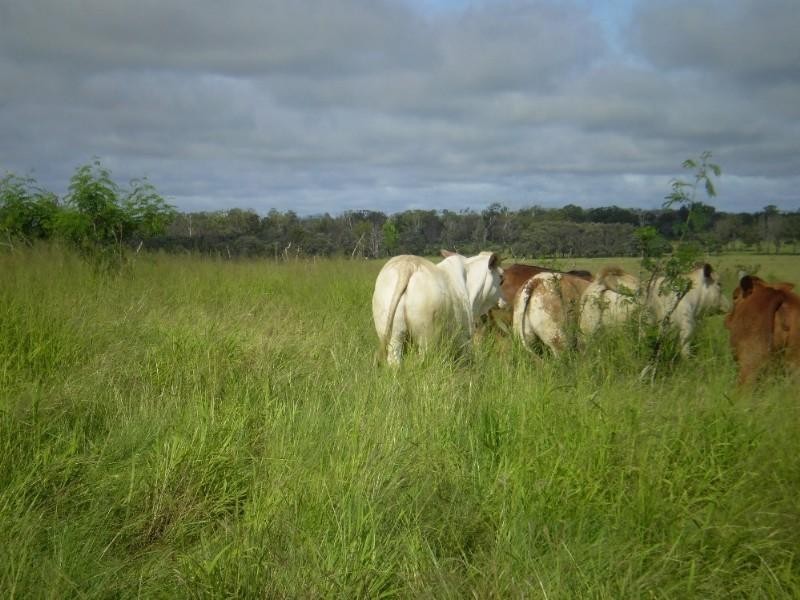 2546 South Yaamba Road, Garnant QLD 4702