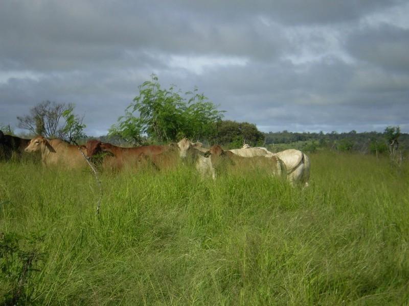 2546 South Yaamba Road, Garnant QLD 4702