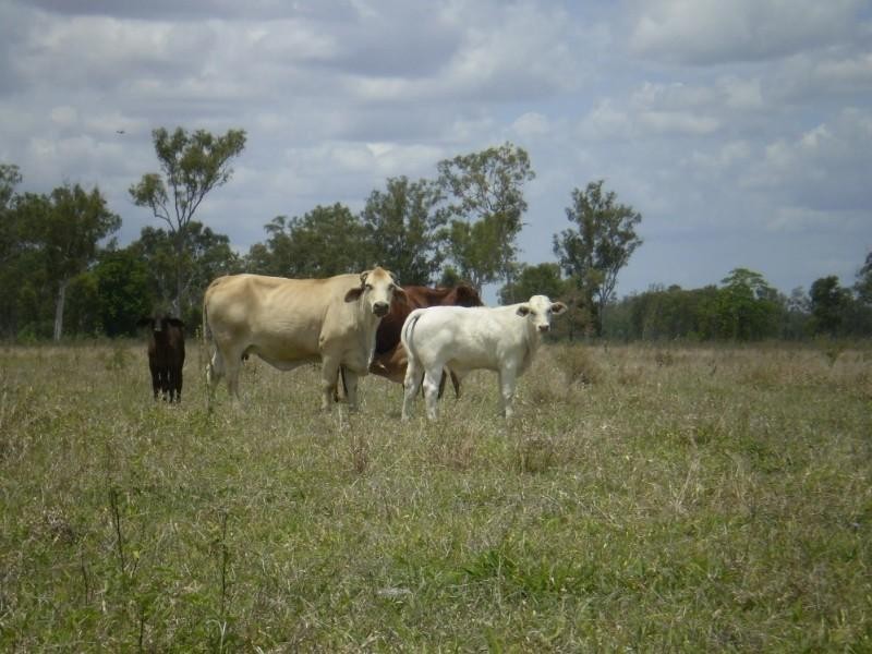 2432-2546 South Yaamba Road, Garnant QLD 4702