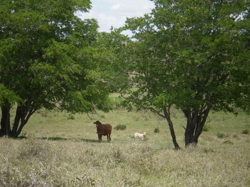 2432-2546 South Yaamba Road, Garnant QLD 4702