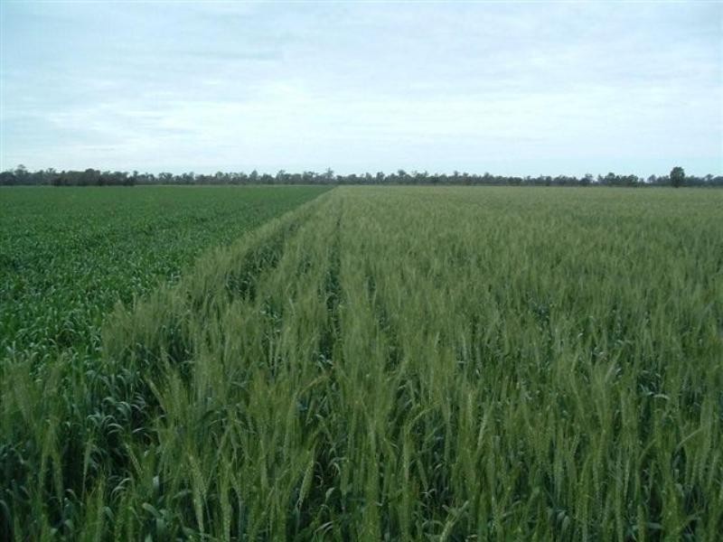 2002 May Downs-Carfax Road, Middlemount QLD 4746