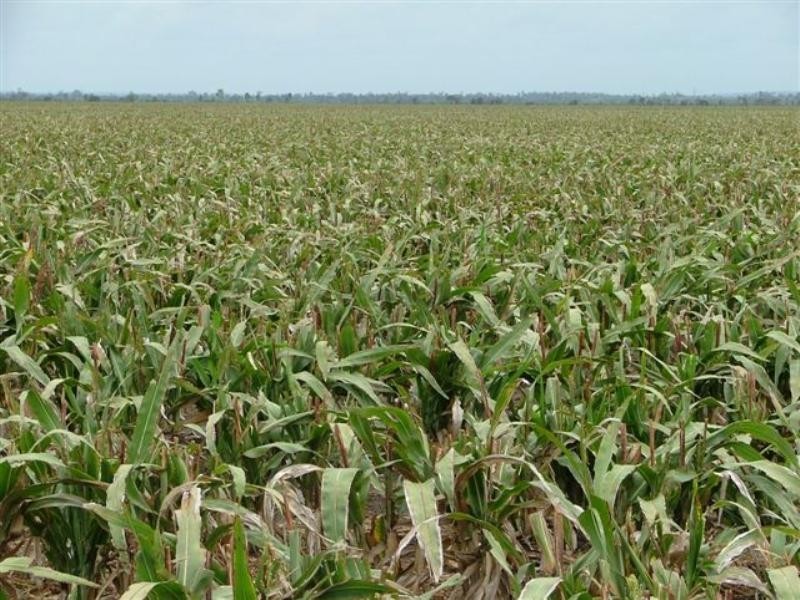 2002 May Downs-Carfax Road, Middlemount QLD 4746