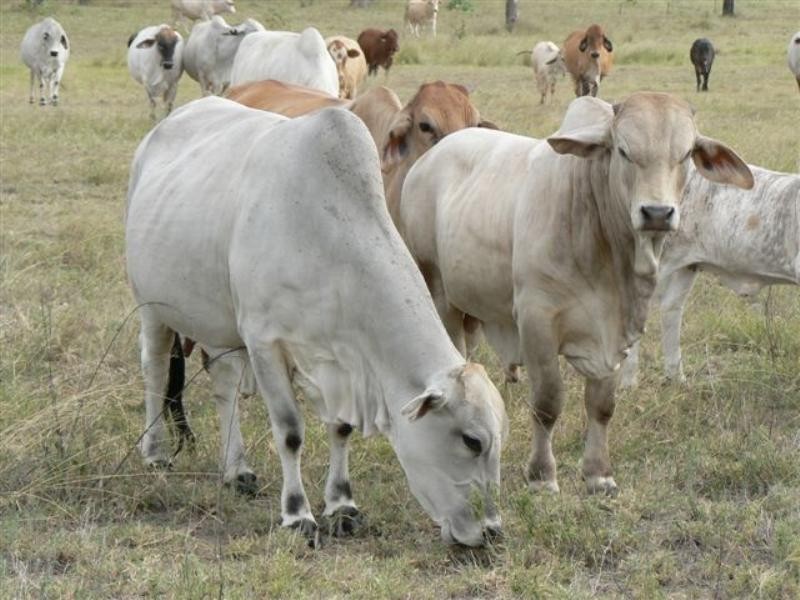 . Obil Bil Road, Mundubbera QLD 4626