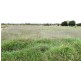 1536 Riverslea Road, Gogango QLD 4702