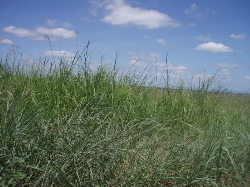 Lot 3 Hunt Road, Alton Downs QLD 4702