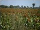 2036 Cannindah Road, Monto QLD 4630