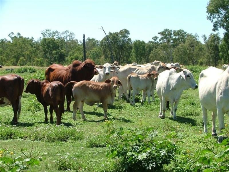 1475 Glendarra Road, Dingo QLD 4702