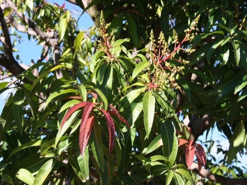 106 McEvoy Road, Kabra QLD 4702