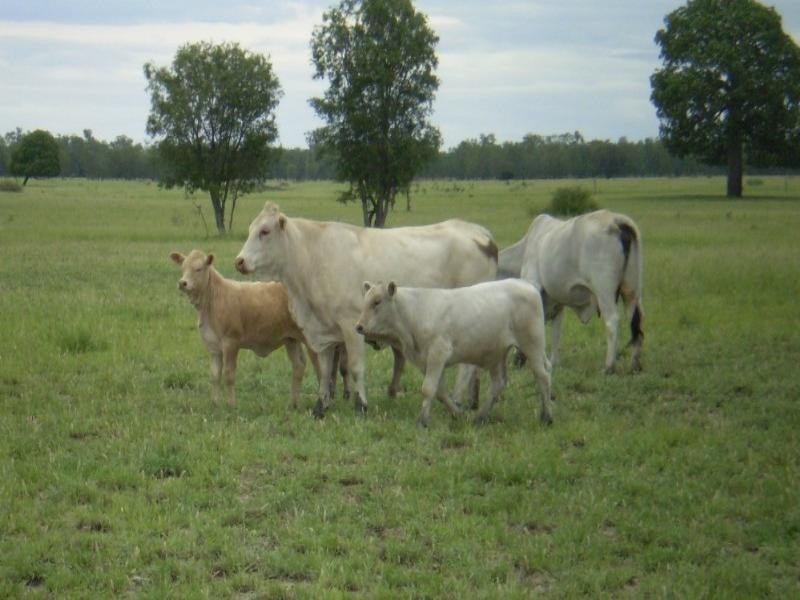 3675 Moura Baralaba Road, Baralaba QLD 4702