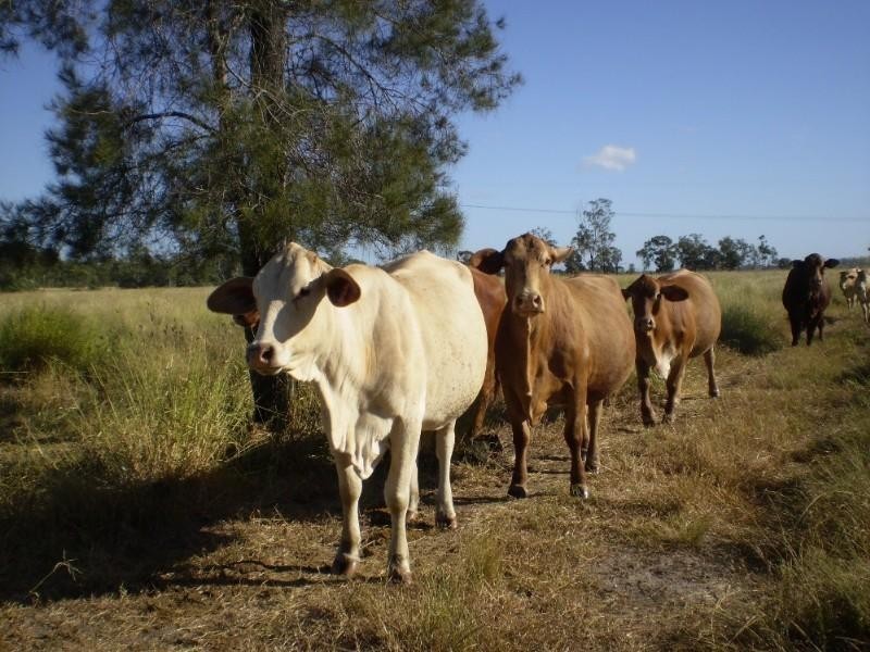 Bajool QLD 4699