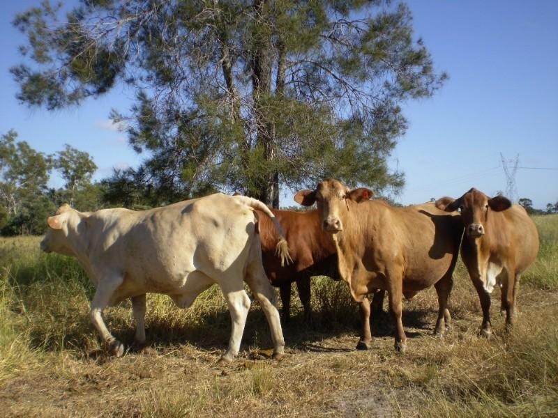 Bajool QLD 4699