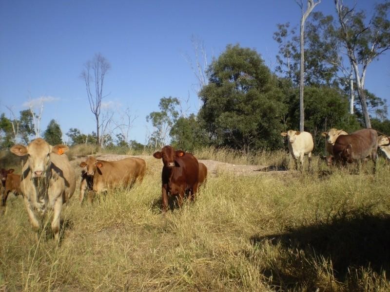 Bajool QLD 4699