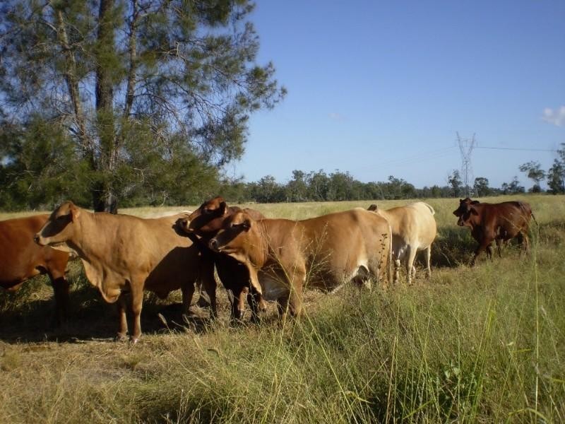 Bajool QLD 4699