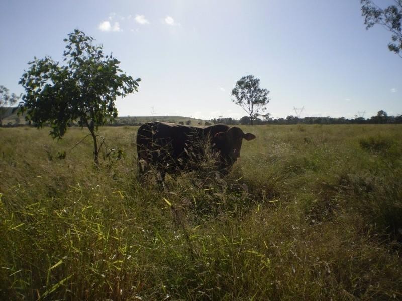Bajool QLD 4699