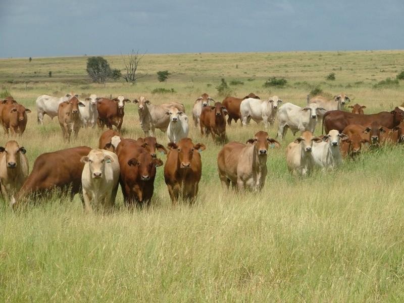 2938 Apis Creek Road, Marlborough QLD 4705