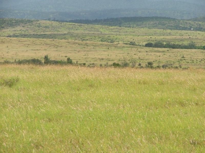 2938 Apis Creek Road, Marlborough QLD 4705