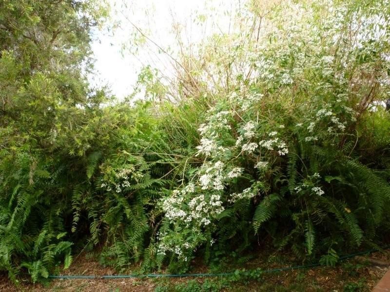 36 Dunnett Street, Gracemere QLD 4702