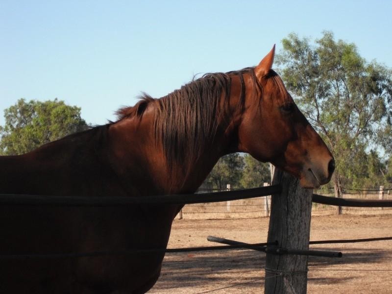 14 Fogarty Road, Gracemere QLD 4702